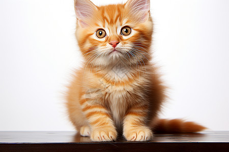 萌宠小橘白猫图片