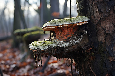 大树上长着一朵蘑菇高清图片