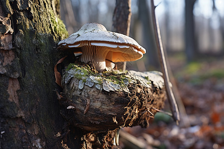 长在大树上的蘑菇高清图片
