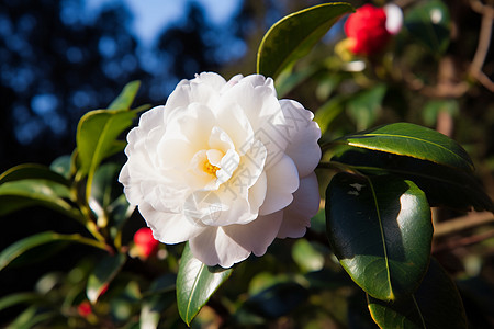 春日盛开的白茶花图片