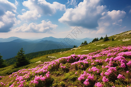 山坡上的花海高清图片