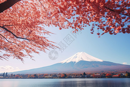 樱花树映衬下的富士山图片