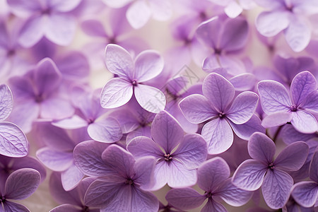 飞舞的紫色花图片