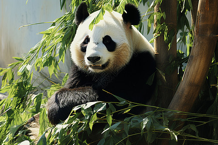吃的熊猫图片