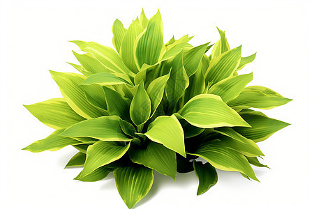 一颗绿色的植物背景图片