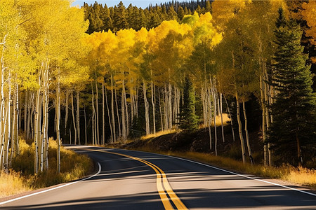 枫叶飘落的黄色树林公路第一视角图片