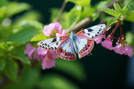 春日花园里的蝴蝶图片