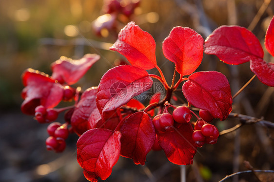 丰盛秋日植物图片