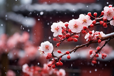 垂落的枝叶雪景中的梅花背景