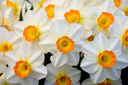 春天里的白色花海背景图片