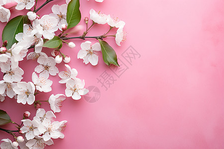 樱花树枝情人节的浪漫花朵背景