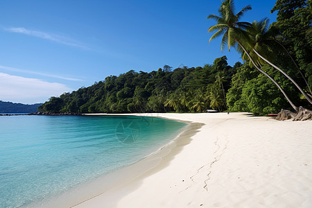 夏日椰林与碧海图片