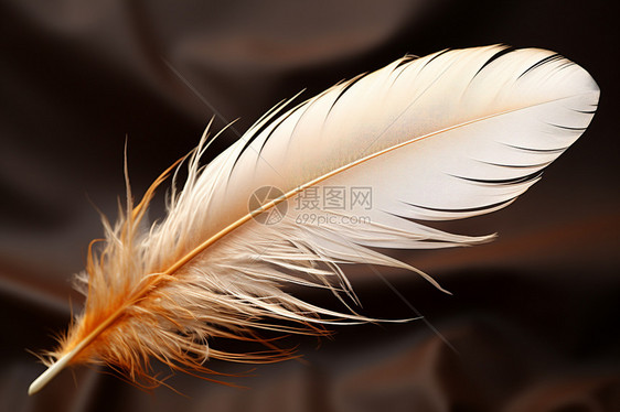 垂丝的动物羽毛图片