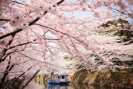 樱花之舟背景图片