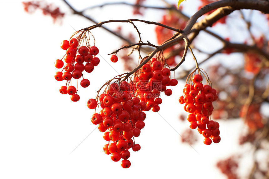 秋时的红浆果图片