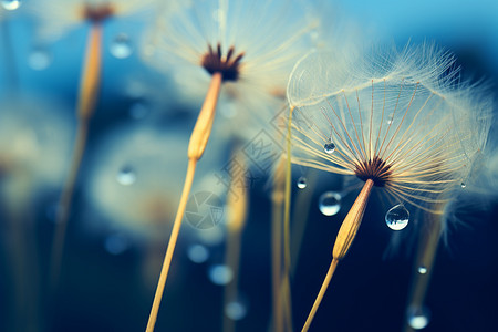 被雨水打湿的蒲公英图片