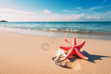 海水沙滩沙滩上的海星背景