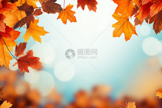 秋日枫叶背景图片