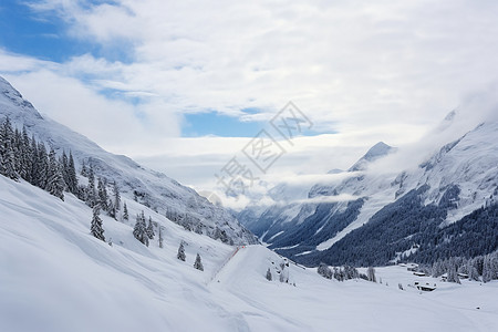 白雪皑皑的森林景观图片