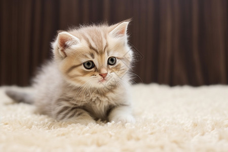 地毯上的猫咪幼崽图片