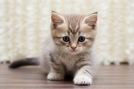 毛茸茸的猫咪幼崽图片