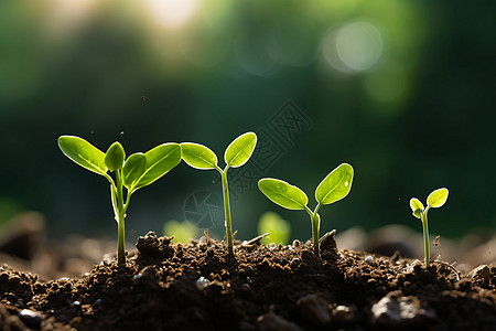 土壤中生长的小树苗背景图片