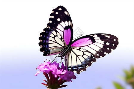 蓝天下的紫蝶图片