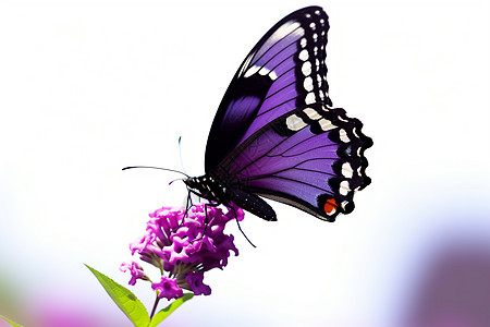 飞翔的紫色蝴蝶高清图片
