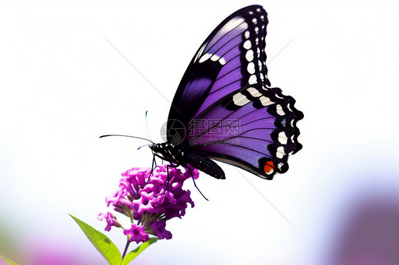 飞翔的紫色蝴蝶图片