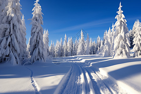 阳光下的雪地图片