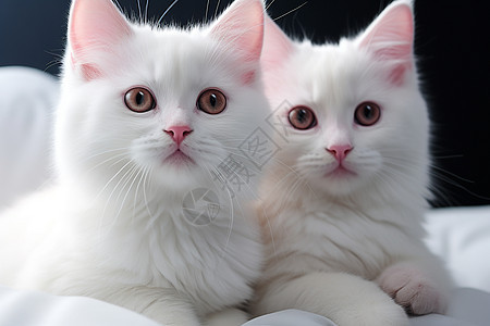 白色的猫咪图片