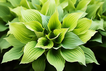 室内绿植背景图片