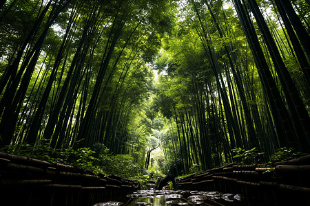 植物公园背景图片