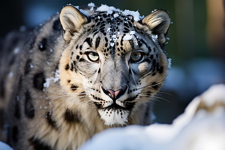 雪中行走的雪豹图片