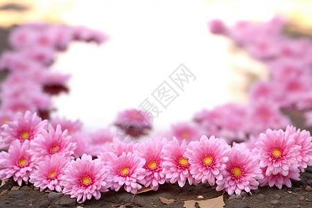 粉色雏菊图片