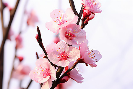 盛开的粉色花枝图片