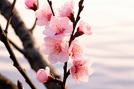 春风桃李百花盛开背景