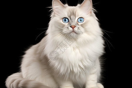梦幻的白猫图片