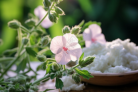 花园中的粉色花朵图片