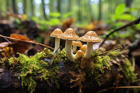 秋林采蘑户外蘑菇林高清图片