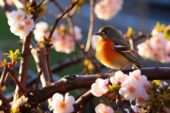 花枝上小鸟图片