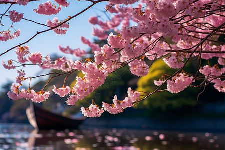 樱花在树枝上图片
