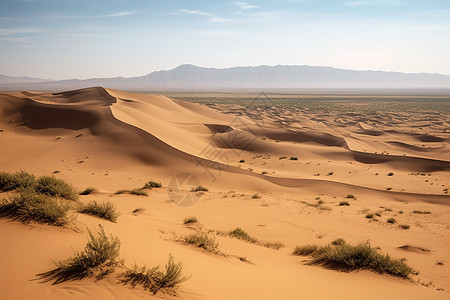 大漠沙丘里的草高清图片