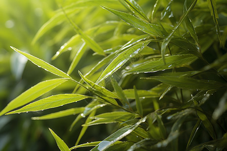 竹子露珠下雨天的竹林背景