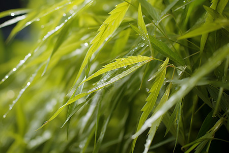 竹子露珠竹叶上的雨水背景