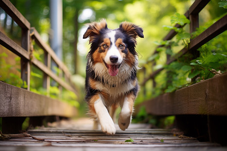 可爱的狗狗牧羊犬狗跑高清图片