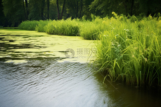 水中的绿草图片