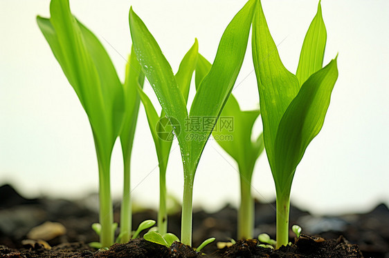 生长的玉米幼苗图片