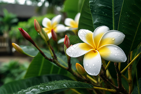 雨中的鸡蛋花图片