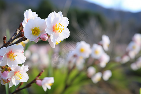 一簇美丽的花朵图片